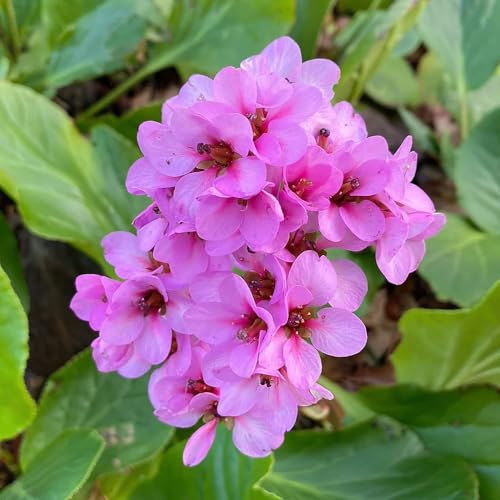 30 pcs bergenien winterhart samen, winterharte balkonpflanzen, pflanzensamen exotisch (Bergenia cordifolia) blumen für balkon, bio saatgut wildblumenwiese saatgut mehrjährig, seed