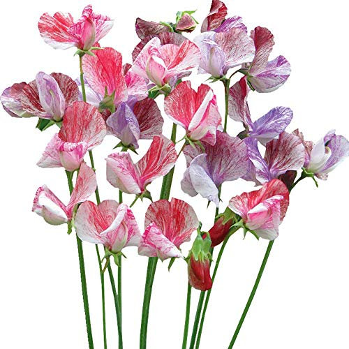 Lathyrus Odoratus Graines de fleurs de pois de senteur 10+ Légumes de pois bio Belle Plante Mix Couleur Fleur pour Jardin Jardin Plantation