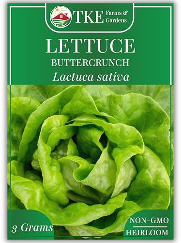 TKE Farms & Gardens - Buttercrunch Lettuce Seeds for Planting, 2500+ Seeds, Heirloom, Non-GMO, 3 Grams, Indoor & Outdoor Gardens, Butterhead Lettuce (Lactuca Sativa), Growing Instructions Included