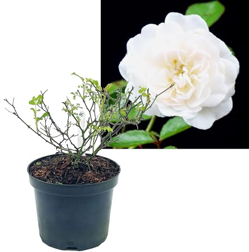Rose weiß 6 Stück | Bodendeckerrose Rosa the Fairy Intragarten im Topf gewachsen Rosenbusch