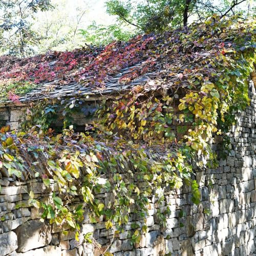 Jungfernrebe wilder wein samen - exotische pflanzen winterhart wilder wein kletterpflanzen samen, steingartenpflanzen winterhart wohnzimmer deko, hängepflanze seltene pflanzen, 200pcs