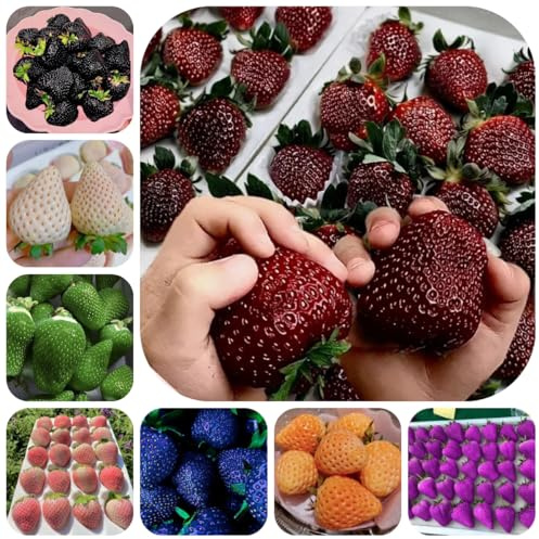 semillas de fresa de balcón, fresas trepadoras de para bancales elevados de jardín resistentes, 100pcs
