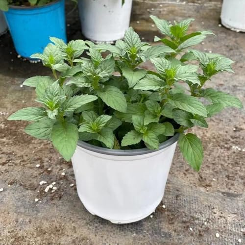 semillas de menta, orgánicas perennes resistentes, balcón, raras interior, 100pcs