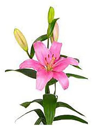 JARDIN202 - Liliums LA | Flor Natural | Ramo de 10 tallos | 80cm de alto | Rosa