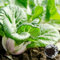 Saterkali Baby Bok Choy Seeds, 100Pcs / Bag Baby Bok Choy Seeds Naturale Produttivo Crescita rapida Nutriente Nano Pak Choi Crop Piantine per giardino Seme