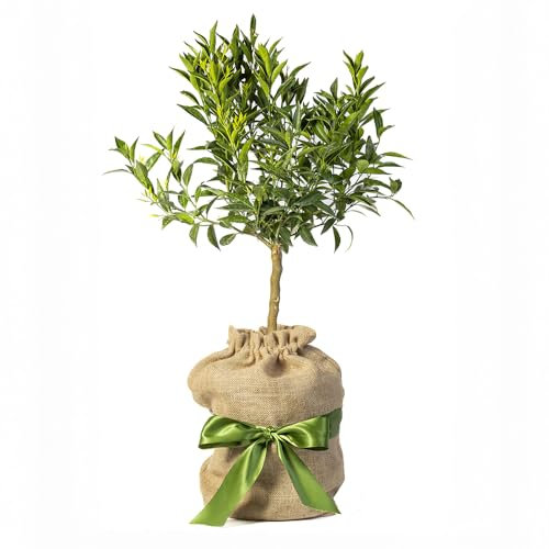 YouGarden Citrus Mandarin Fruit Tree in 4 Litre Pot, 80cm Tall Established Plant, Gift Wrapped in Brown Hessian Bag with Green Fabric Bow, Exotic Orange Tree for UK Gardens, Grow Your Own Fruit