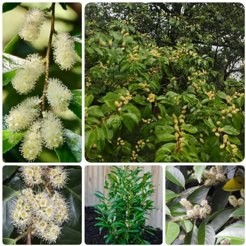 Semillas de laurel cerezo, Prunus laurocerasus, jardin Las de laurel cerezo son resistentes, arbustos de hoja perenne resistentes 150pcs