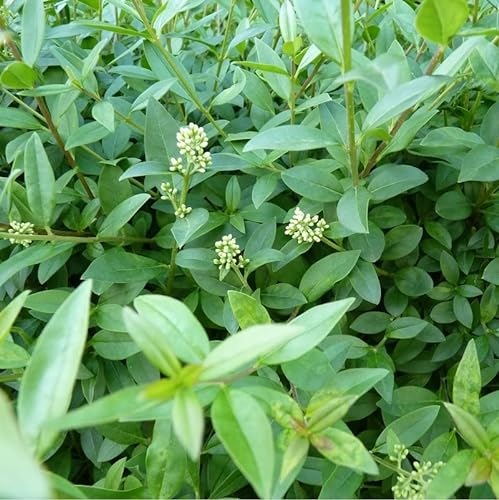 3 x Troène commun, Troène d'Europe 'Atrovirens' - Ligustrum Vulgare 'Atrovirens' 60-80 cm en conteneur - Le Troène Européen Durable et Charmant