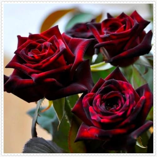 Strauchrose Rosenpflanzen mit einem starken Aroma/Winterhart/Topf/Pflanze/Rhizom/Zierpflanze/langlebig/Blumenbeet/wunderschön/Garten-1pflanzen-G