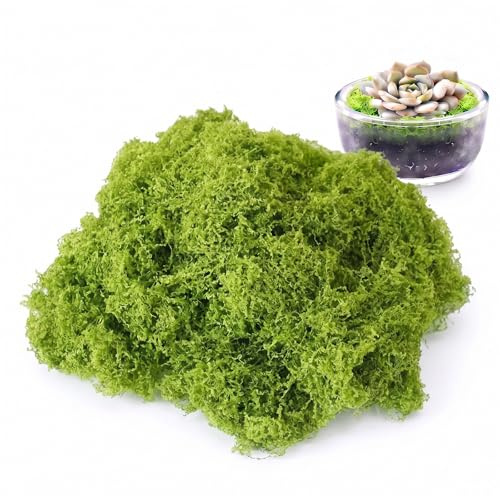 500g Artificial Fake Moss, Realistic Faux Moss for Indoor Plant Pots | Preserved Mosses for Crafts Fairy Garden Terrariums Home Decor