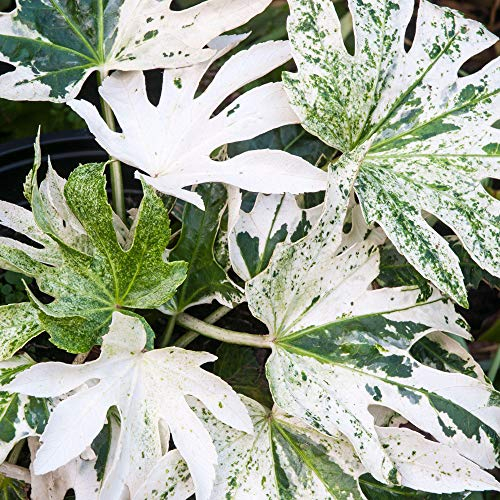 Fatsia Spiders Web - Striking Variegated Foliage, Hardy Evergreen, Shade Tolerant, Offers Year-Round Interest, Ideal for UK Climate (9cm Pot, 20-30cm)