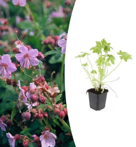 Geranium macrorrhizum | 48 stycken - 10-25cm - Ø9cm - Trädgårdsväxt
