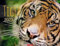 Tiger Kalender 2023. Die majestätischen Großkatzen in einem Wandkalender XXL. Hochwertiger Fotokalender mit Porträts der verschiedenen Tigerarten.