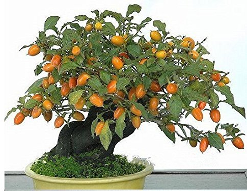 20 Graines Persimmon, Diospyros kaki, Exotique Bonsai, Belle et délicieux fruits, graines de fruits