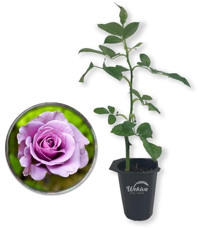 Lagerfeld Rose Bush - Live Starter Plant in a 2 Inch Pot - Beautifully Fragrant Heirloom Rose from Florida - A Versatile Beauty with a Rich Fragrance