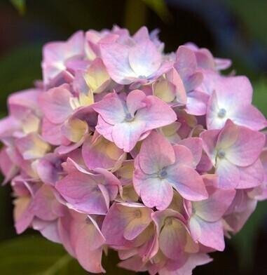 Graines de fleurs, Hortensia Hortensia Graines mixtes Plantes de jardin Bonsaï Fort Viburnum, Graines de bonsaï: PAQUET DE 100 GRAINES