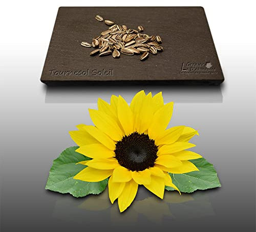 50 graines Fleurs à semer - Le Grenier d'Abondance - TOURNESOL Soleil - haie végétale - Helianthus annuus
