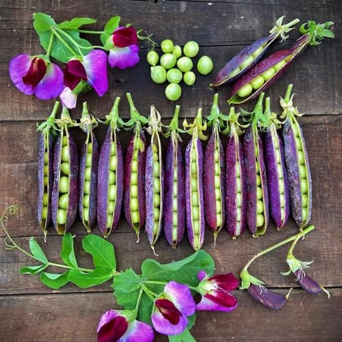 semi di pisello - rare biologici, resistenti giardino esotiche 50pcs