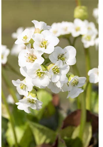 Bergenia 'Schneekristall', weiß, Garten-Bergenie, im Topf 12 cm in Gärtnerqualität von Blumen Eber - 12 cm