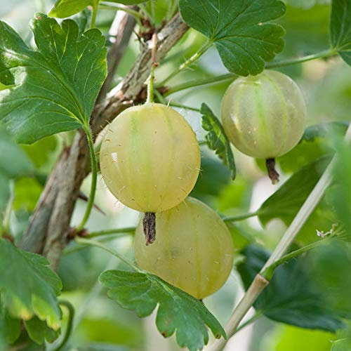 Gooseberry Hardy Garden Plants, Fruit Bush Ideal for Kitchen Gardens & Allotments, High Yielding with Tasty Edible Fruit (3 x Gooseberry Invicta Bare Root Plants) Thompson & Morgan