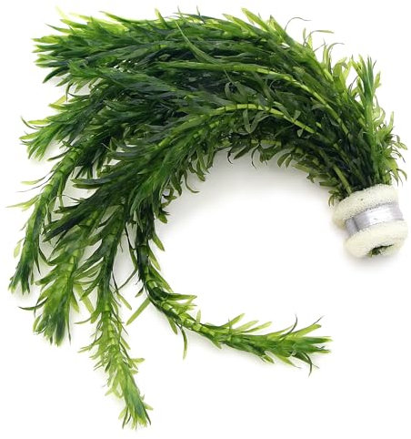 K2AQUA 1 Bunch of 5 Stems Elodea Densa Live Aquarium Plants Oxygenating Weed Live Pond Plant Water Tank Aquatic Plants Egeria