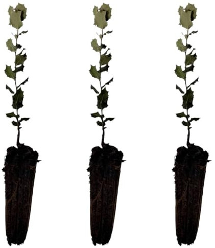 3 Plantas natural Quercus ilex ENCINA, carrasca, 15-20 cm. En cepellón listos para plantar. Resiste sequía, mejora el suelo, aporta sombra, es autóctono, apoya fauna y produce bellotas útiles.