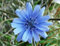 100 Semi di Indivia o Cicoria Comune (Cichorium Intybus)
