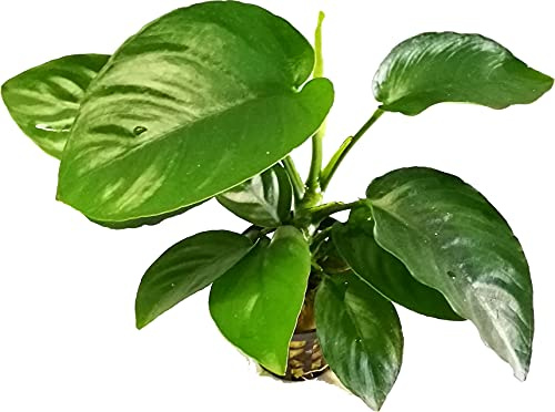 AquaBreedingSkill Anubias barteri var Barteri – plante d’aquarium vivante pour eau douce, plante verte décorative pour aquarium, idéale pour poissons et crevettes – avec passeport phyto (Barteri)