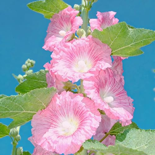 semi di malvarosa, malvarosa Decorazioni per giardini esterni, semi di selvatici da ombrato in vaso rampicanti, da 1000semi