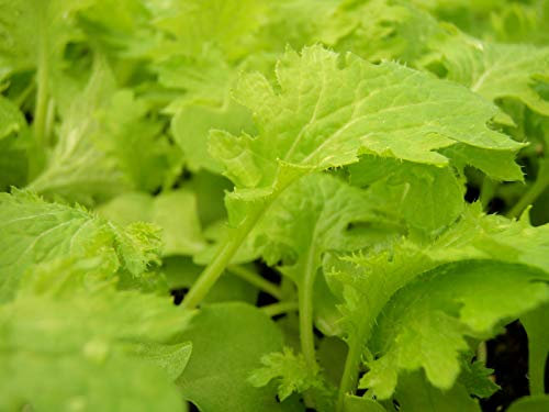 PREMIER SEEDS DIRECT - WASABINA - 3 GRAMS ~ APPROX 1900 SEEDS