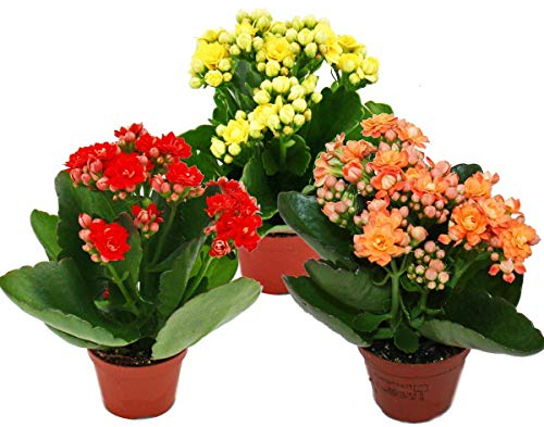 Exotenherz Mini-Kalanchoe Rosalina - Set mit 3 versch. Pflanzen - Flammendes Käthchen - 5,5cm Topf