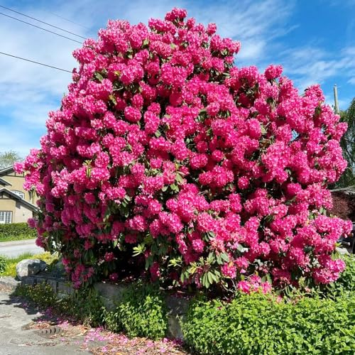 250 pcs rhododendron baum samen - zimmerbonsai bonsai,azalee winterhart,Rhododendron simsii, flower seeds balkon deko frühlingsblumen winterharte kübelpflanzen zimmerpflanze bienenwiese