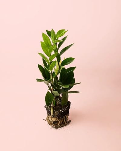 PUR PLANT Zamioculca Zamiifolia | ZZ Plant Natural Resistente | Planta de Interior Fácil de Cuidar | maceta de Ø12 cm
