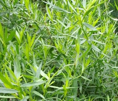 Live French Tarragon Plant Hardy Tarragon Well Rooted Culinary Herb Frangant Tarragons Seedling 4-6 Inc Tall