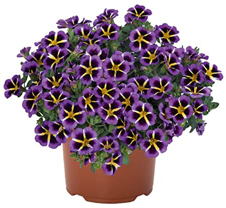 Calibrachoa Natural una Planta Única y Resistente para tus Proyectos de Jardinería