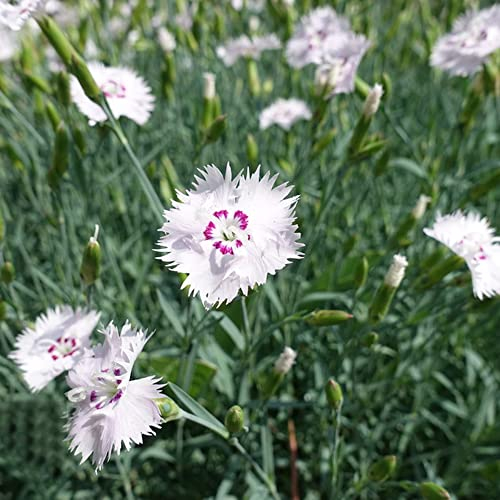 Nelken samen 50 blumensamen nachhaltige geschenke winterharte pflanzen für garten Nelke bodendecker winterhart mehrjährig balkon blumen bienenweide saatgut