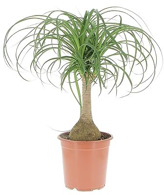 KENTIS - Nolina Beaucarnea Recurvata - Mangiafumo - Piante Vere da Interno Purifica Aria - Pianta da Appartamento - H 60-70 cm Vaso Ø 21 cm