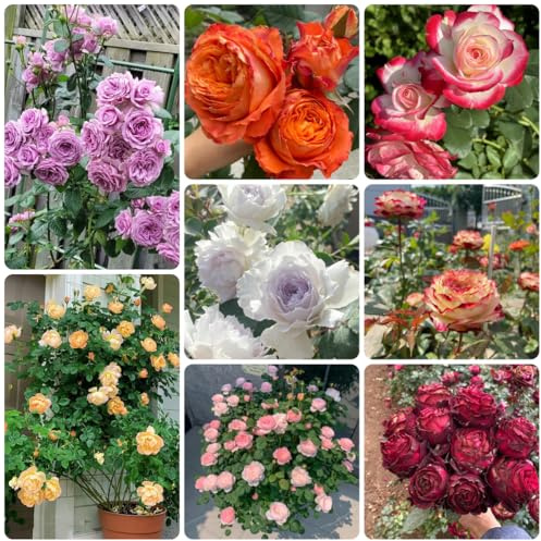 semillas de rosal resistente trepadoras, ornamentales, decoración rosal trepador resistentes y fragantes para lugares soleados, 260pcs