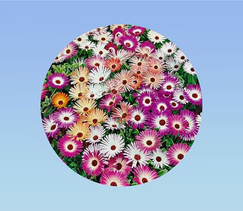 100 graines de ficoide - tapis magique - fleurs mixtes - plante vivace