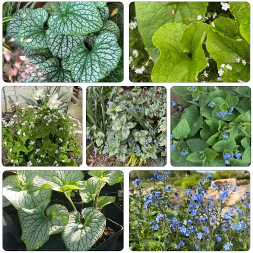 nomeolvides del Cáucaso semillas de silvestres perennes resistentes de jardín semillas interior cortadas silvestres en 350pcs