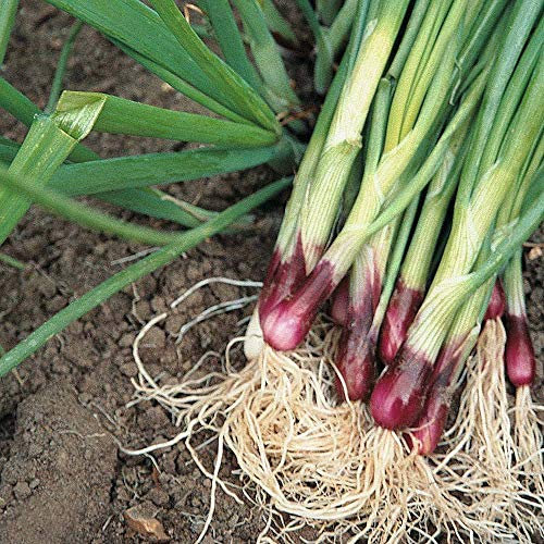 Spring Onion Seeds, High Yielding, Fast Growing, Tasty Dual Purpose Red Salad or Maincrop Onion, Kitchen Gardens & Allotments, 1 x Pack of Spring Onion Lilia 500 Seeds by Thompson & Morgan