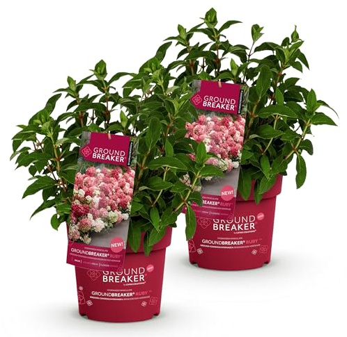 Green boutiQ - Plante de jardin - Hydrangea panniculata Groundbreaker Ruby - Hortensia en panicule - Rustique - Rouge - 2 Plantes - Pot 14cm - Hauteur 20-25cm