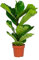 Bloomique - Ficus Lyrata - Geigenfeige - Zimmerpflanzen Groß - Pflegeleicht - Luftreinigend - Höhe 60-70 cm - Topf 17 cm