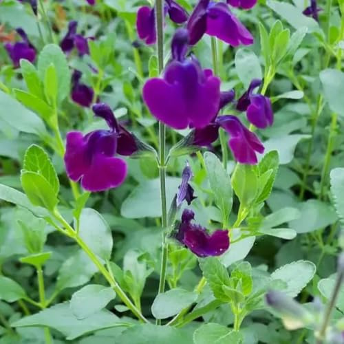 semillas de salvia organicas - balcón, perennes resistentes exóticas jardín 250pcs