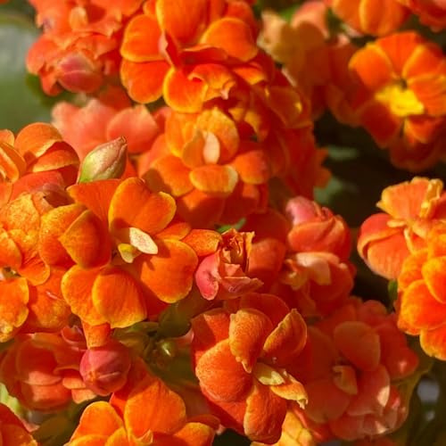 vergine in un verde balcone serra Molto amico e degli insetti resistenti in vaso Colorato vaso decorazioni da giardino per esterni copertura del terreno 350semi
