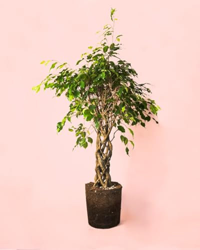 Ficus Benjamina Exótica Trenzado L | Planta Natural | Pur Plant