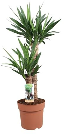 Yucca 2 Troncos DECOALIVE ± 100cm Altura Planta Natural Interior