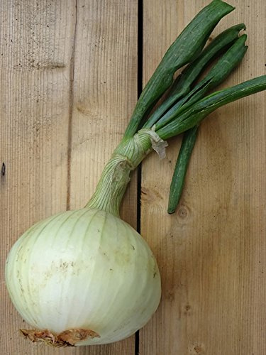 Cebolla amarilla 'Globo' (Allium cepa) - aprox. 100 semillas