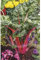 Semillas Horticolas - Acelga roja - Mascarell