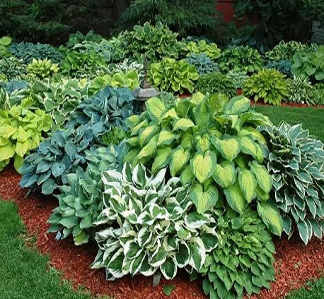 40 graines de plantes Hosta fraîches et neuves
